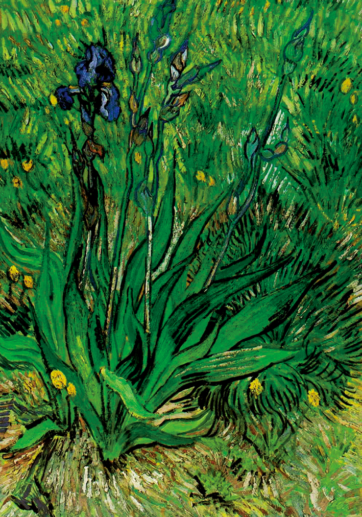  文森特·威廉·梵高  Vincent Willen Van Gogh —— 鸢尾花 (1)